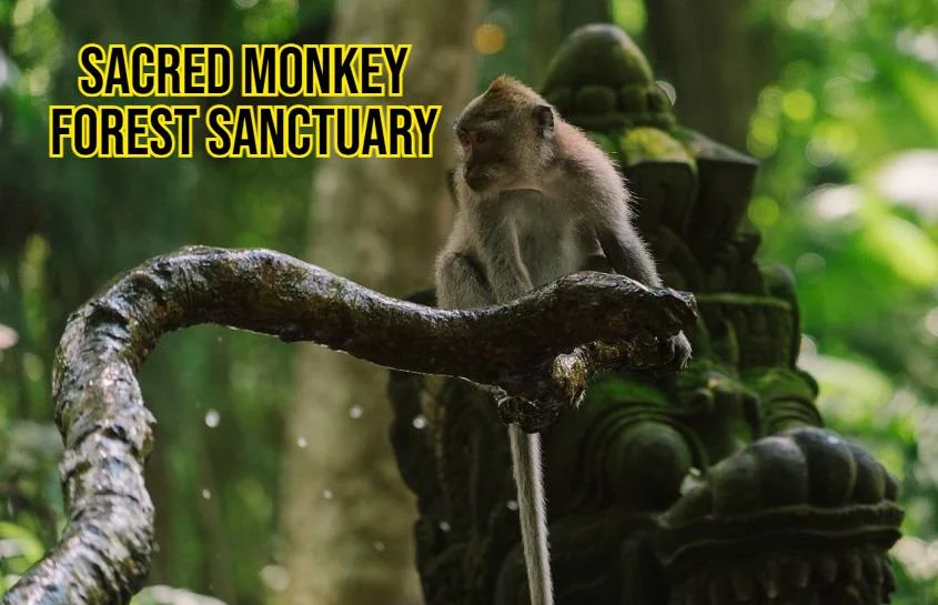 Sacred Monkey Forest Sanctuary: Ubud’s Living Jungle of Culture and Curiosity