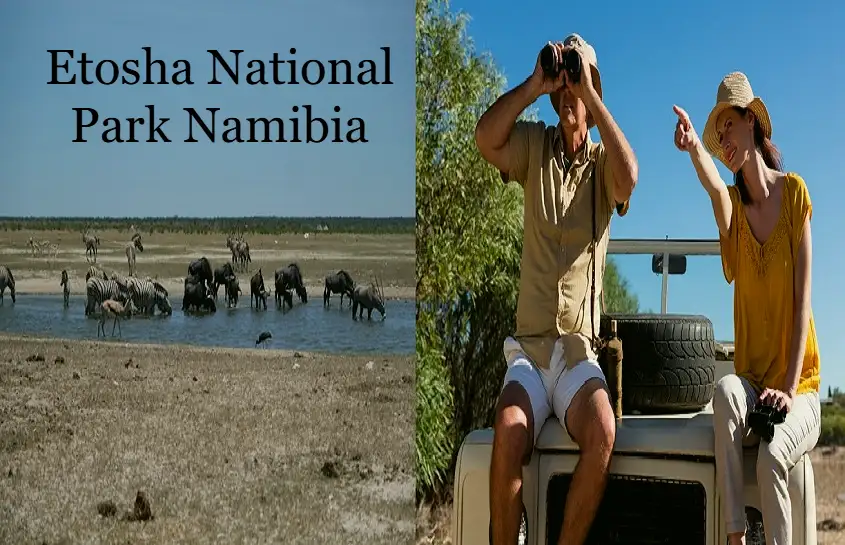 Etosha National Park Namibia: Best Time to Visit, Wildlife, and Safari Tips